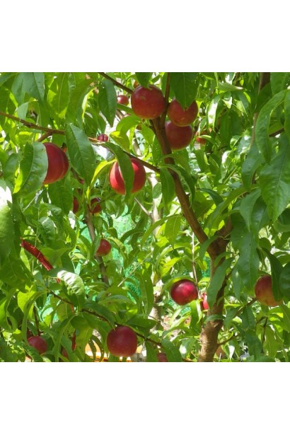 Нектарин Сноу Квін